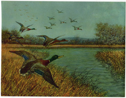 vintage and antique bird prints